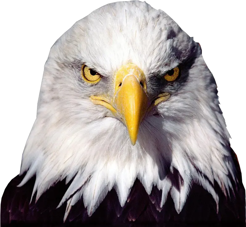 Free Cliparts Png Bald Eagle Transparent Background Eagle Head Png