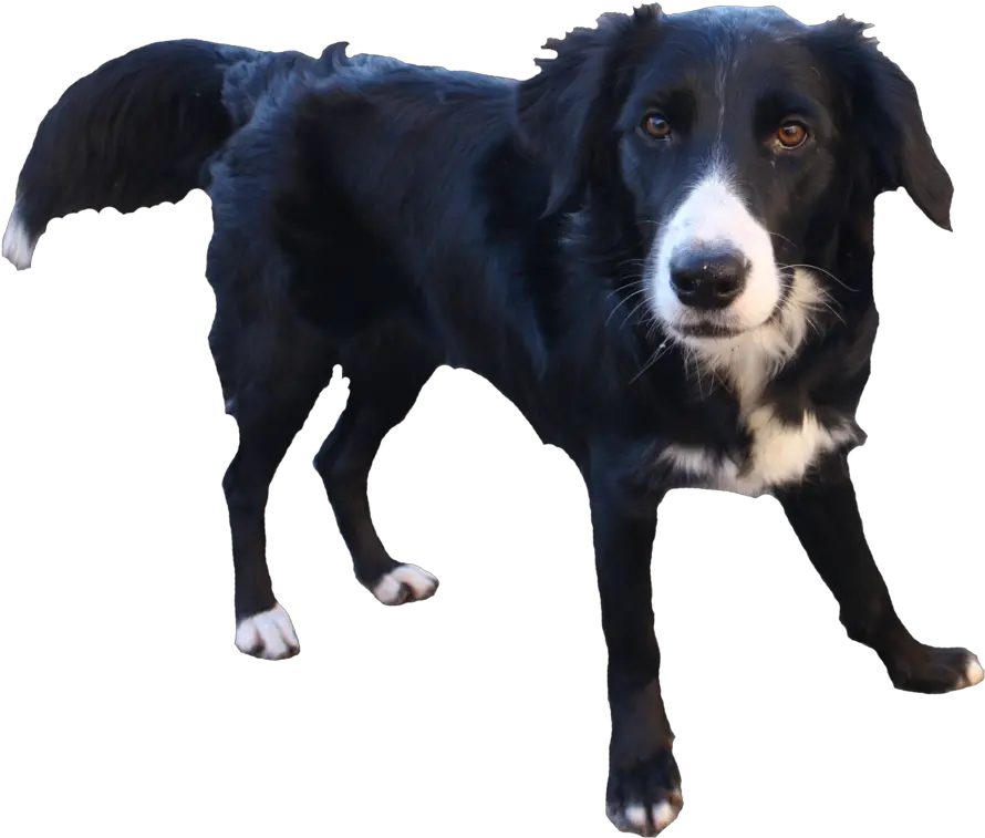 Pets Clipart Transparent Background Transparent Background Border Collie Png Dog Transparent