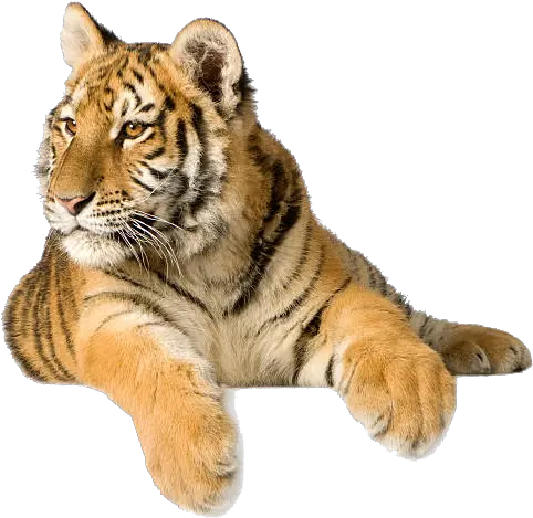 Tiger Png Photo Background