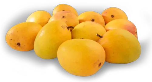 Alphonso Mango Alphonso Mango Ratnagiri Png Mango Png