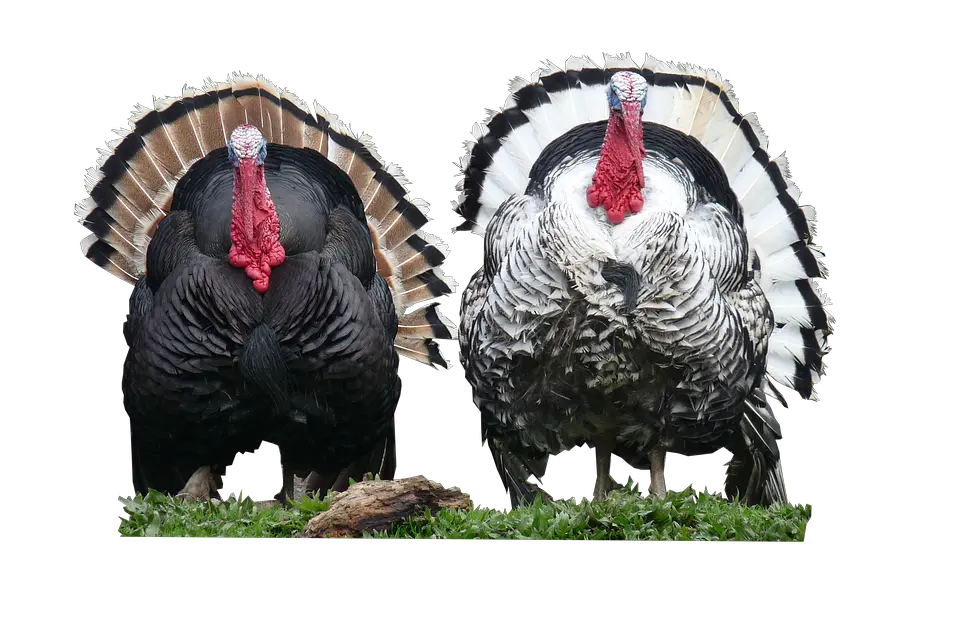 Turkey Png Transparent Background Image For Free Download Turkeys Png Turkey Transparent