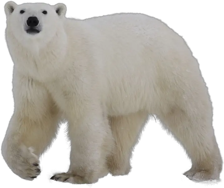 Polar Bear Clip Art Polar Bear No Background Png Polar Bear Png