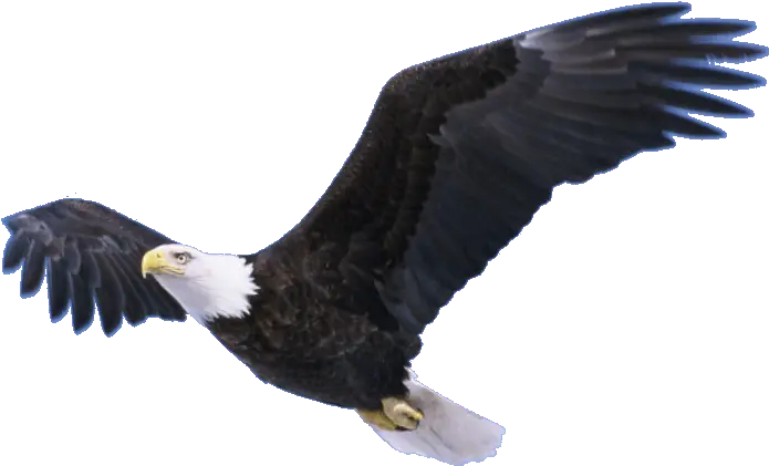 Bald Eagle Png Pic Mart Flying Eagle Transparent Background Bald Head Png