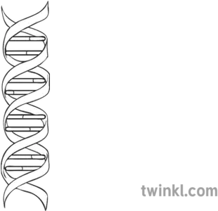 Double Helix Structure Of Dna Diagram Diagram Dna Double Helix Structure Png Double Helix Png