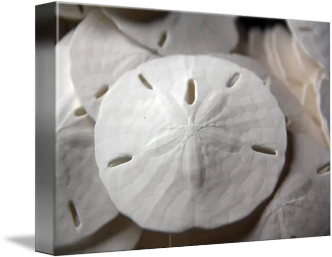 Sand Dollar Sand Dollar Png Sand Dollar Png