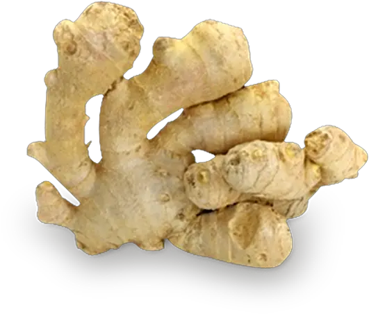 Ginger Png Kunyit Putih Png Ginger Png