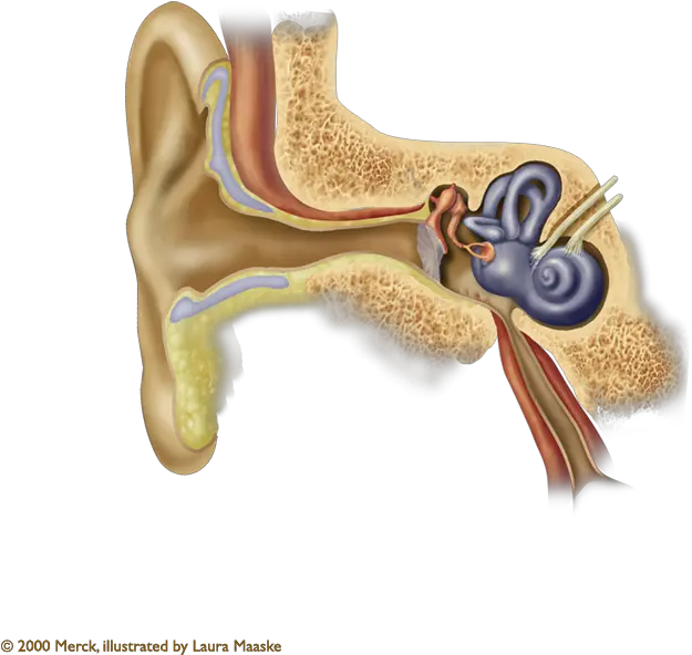 Outer Middle Parts Of Ear Png Ear Transparent