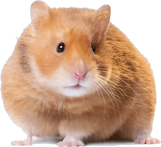 Hamster Png Image Hamster Price In Nepal Hamster Png