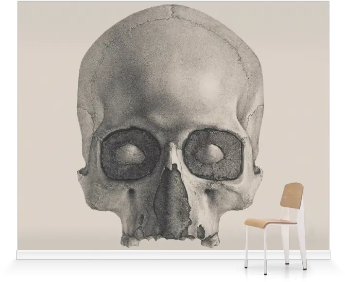 Engraving Of A Human Skullu0027 Wallpaper Mural Surfaceview Canvas Print Png Human Skull Png