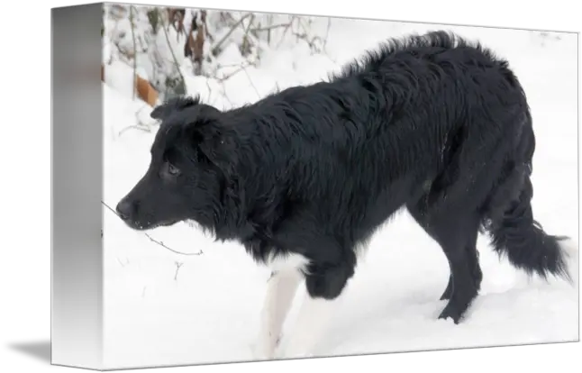 Border Collie Stair Down By Todd Vancantfort Himalayan Sheepdog Png Border Collie Png