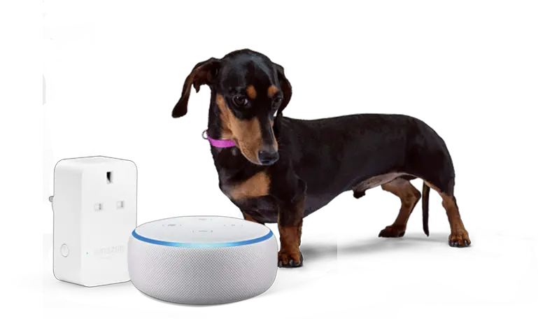 Amazon Echo Png Amazonstanley Dachshund 608207 Vippng Dachshund Amazon Echo Transparent Background