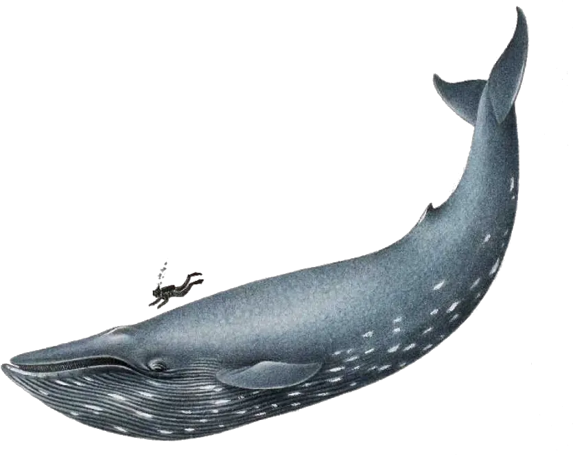 Blue Whale Transparent Png Clipart Realistic Blue Whale Drawing Whale Clipart Png