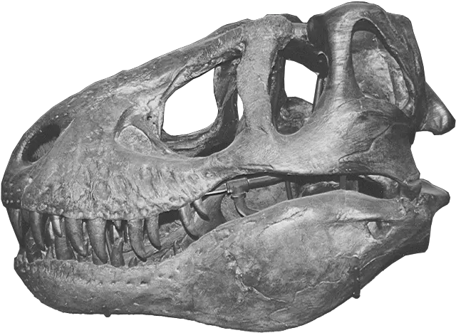 Trex Skull1 Dinosaur Bones Png T Rex Png