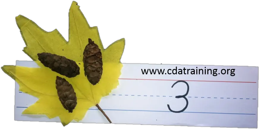 Download Math With Leaves And Pine Cones Maple Leaf Png Handwriting Maple Leaves Png