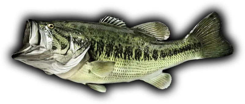 Bass Fish Black Background Largemouth Bass Png Bass Fish Png