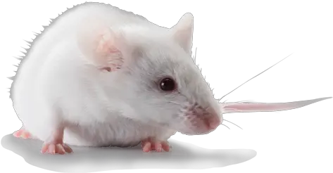 Icr Cd1 Mouse Png Mouse Rodent Icon