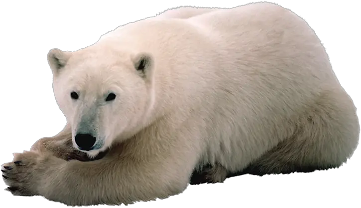 Polar White Bear Png Polar Bear White Background Polar Bear Png