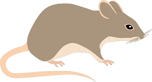 600 Free Mouse U0026 Rat Illustrations Pixabay Animal Rats Tail Png Rat Transparent Background