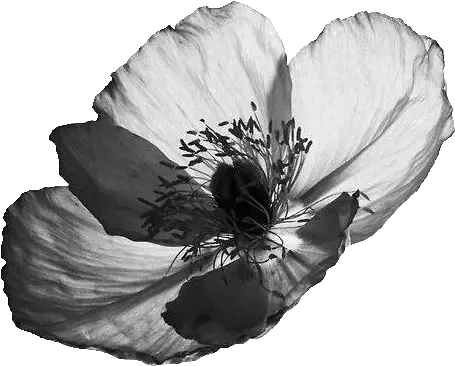 Black And White Flowers Png Bilder Schwarz Weiß Flowers Png Tumblr