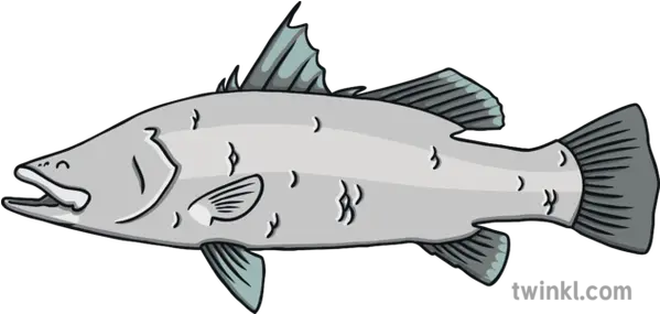 Barramundi Asian Bass Fish Barramundi Fish Barramundi Cartoon Png Bass Fish Icon