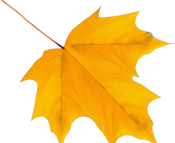 Leaves Clipart Fallen Leave Autumn Leaf Png Transparent Autumn Leaf Clipart Png Leave Png