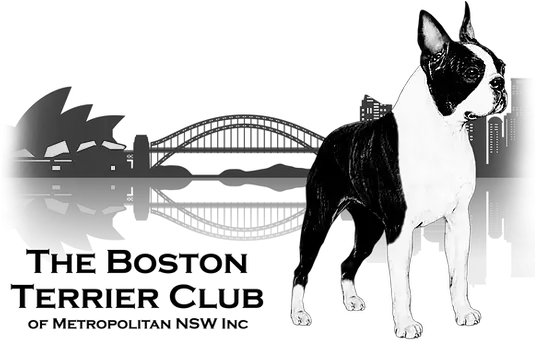 Boston Terriers The Terrier Club Of Metropolitan Collar Png Boston Terrier Png