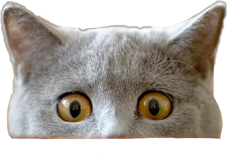 Download Report Abuse Cat Peeking Transparent Png Full Cat Peeking Over Png Cat On Transparent Background