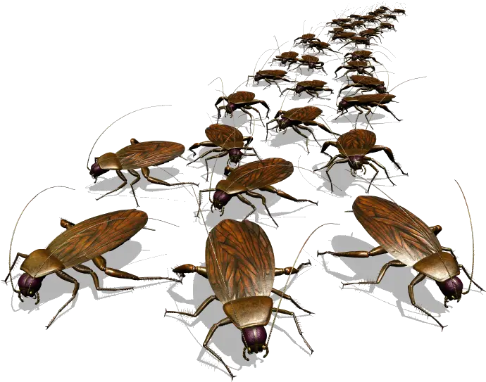 Roach Drawing Easy Transparent U0026 Png Clipart Free Download Ywd Swarm Of Insects 5e Cockroach Png