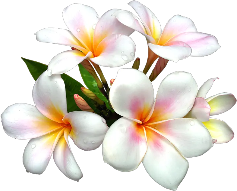 Pin Png Hawaiian Flowers