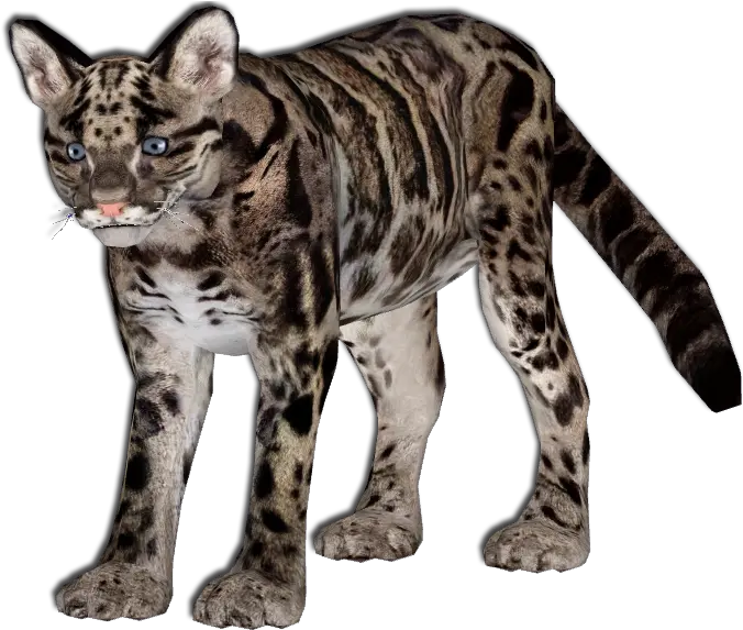 O 3805692355 Kitty Leopard Png V63 Image Clouded Leopard Png Leopard Png