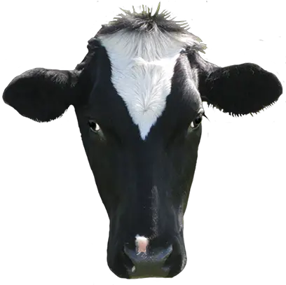 Dairy Cow Transparent Image Cow Head Clip Art Png Cow Transparent