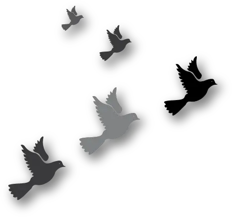 Download Hd Graphic Of Birds Flying Bird Transparent Png Flock Flying Birds Png