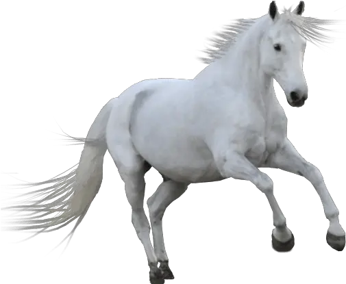 White Horse Running Png Transparent Image 5 Free White Horse Png Running Transparent