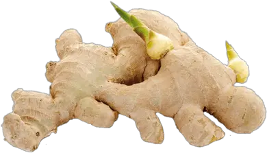 Ginger Shoots Transparent Png Cu Gung Ginger Png