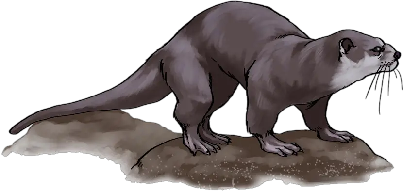 Otter Png Free Download Transparent Background Otter Clip Art Otter Png