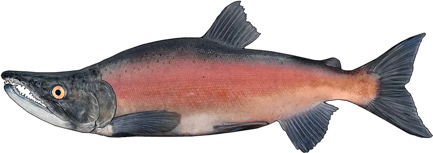 Sockeye Salmon Png Image With No Coho Salmon Salmon Transparent Background