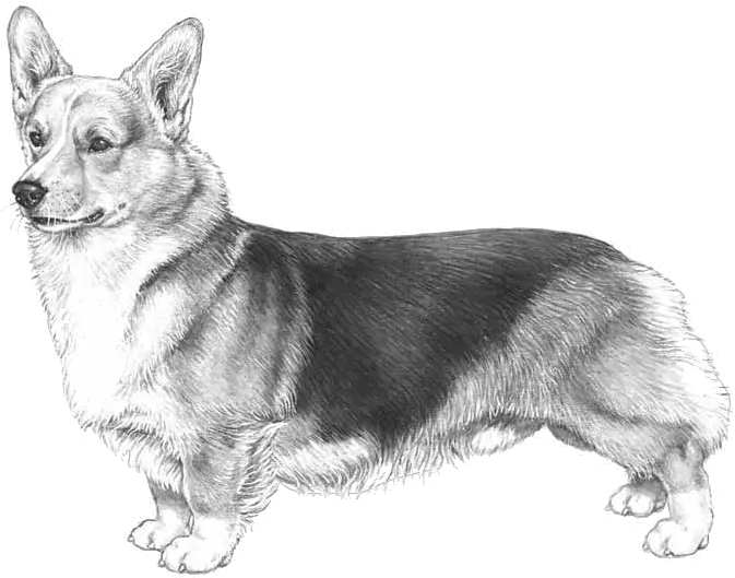 Dog Breed Info Disegno Di Cani Corgi Png Corgi Transparent