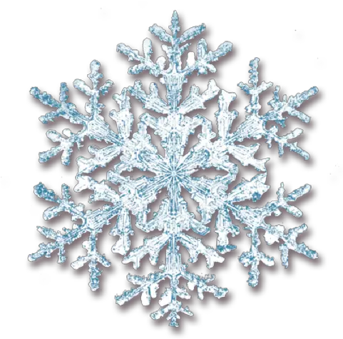 Real Snowflake Transparent Real Snowflake Png Snowflake Transparent