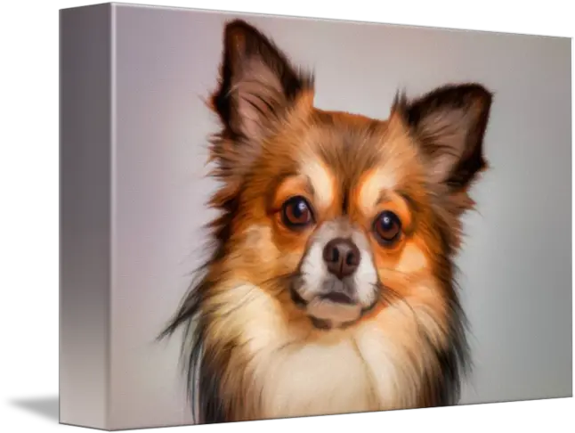 Chihuahua Dog Portrait By Vincent Monozlay Beagle Long Hair Chihuahua Mix Png Chihuahua Png