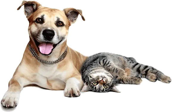 Download Cats And Dogs Png Dog Cat Png Dog And Cat Png