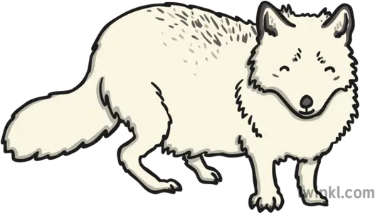 Arctic Fox 1 Illustration Zorro Artico Para Colorear 2 Primaria Png Arctic Fox Png