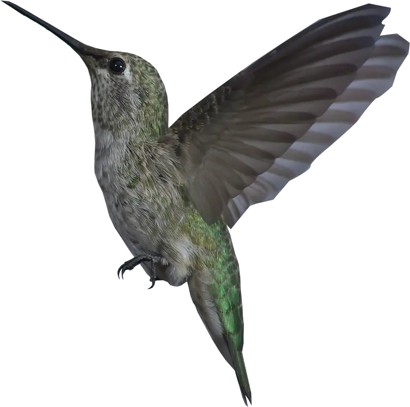 Bird Gif Transparent Background Transparent Background Bird Gif Png Hummingbird Transparent