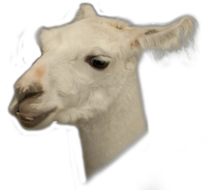 Animal Head Png 5 Image Llama Transparent Animal Head Png