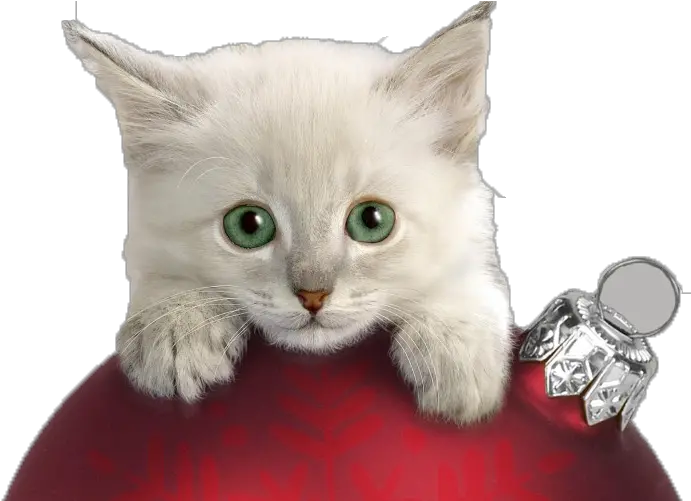 Christmas Cat Kitten Wallpaper Naughty Kitten Png Download Transparent Christmas Cat Kittens Png