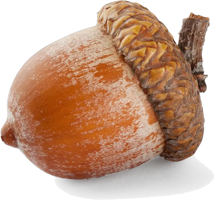 Download Acorn Png 3 Imágenes De Una Bellota Acorn Transparent Background