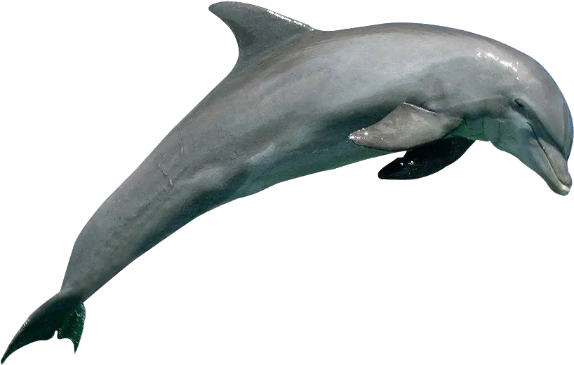 Png Dolphin Png Dolphin Transparent Background