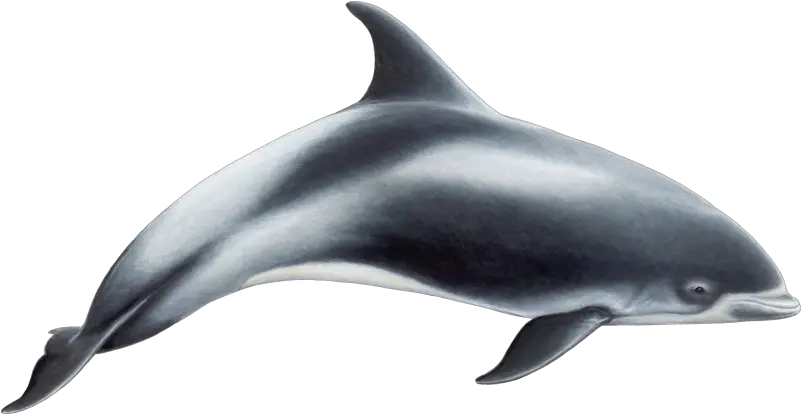 Dolphin Png White Beaked Dolphin Dolphin Transparent Background