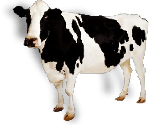 Cow Icon Cow Transparent Png Cow Transparent Background