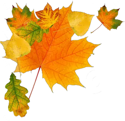 Falling Leaves Transparent Png Autumn Leaves Free Png Fall Leaf Transparent