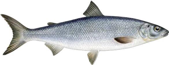 Hundreds Of Whitefish Found Dead In Yellowstone River Bird Felchen Png Dead Fish Png